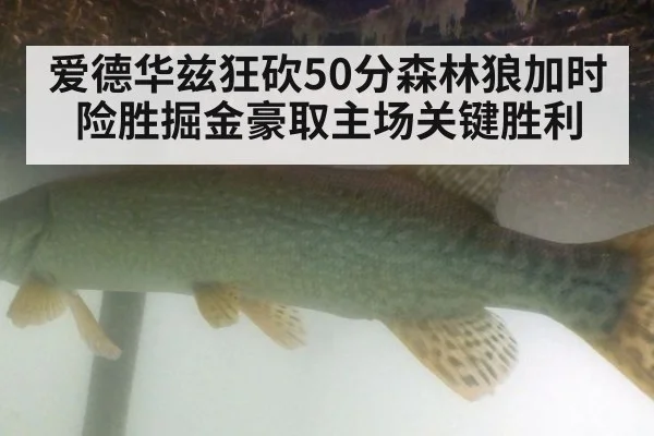 爱德华兹狂砍50分森林狼加时险胜掘金豪取主场关键胜利